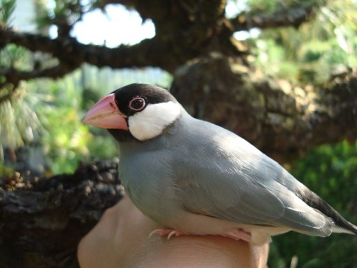 [20090616文鳥ちぃーこ+132.01.jpg]