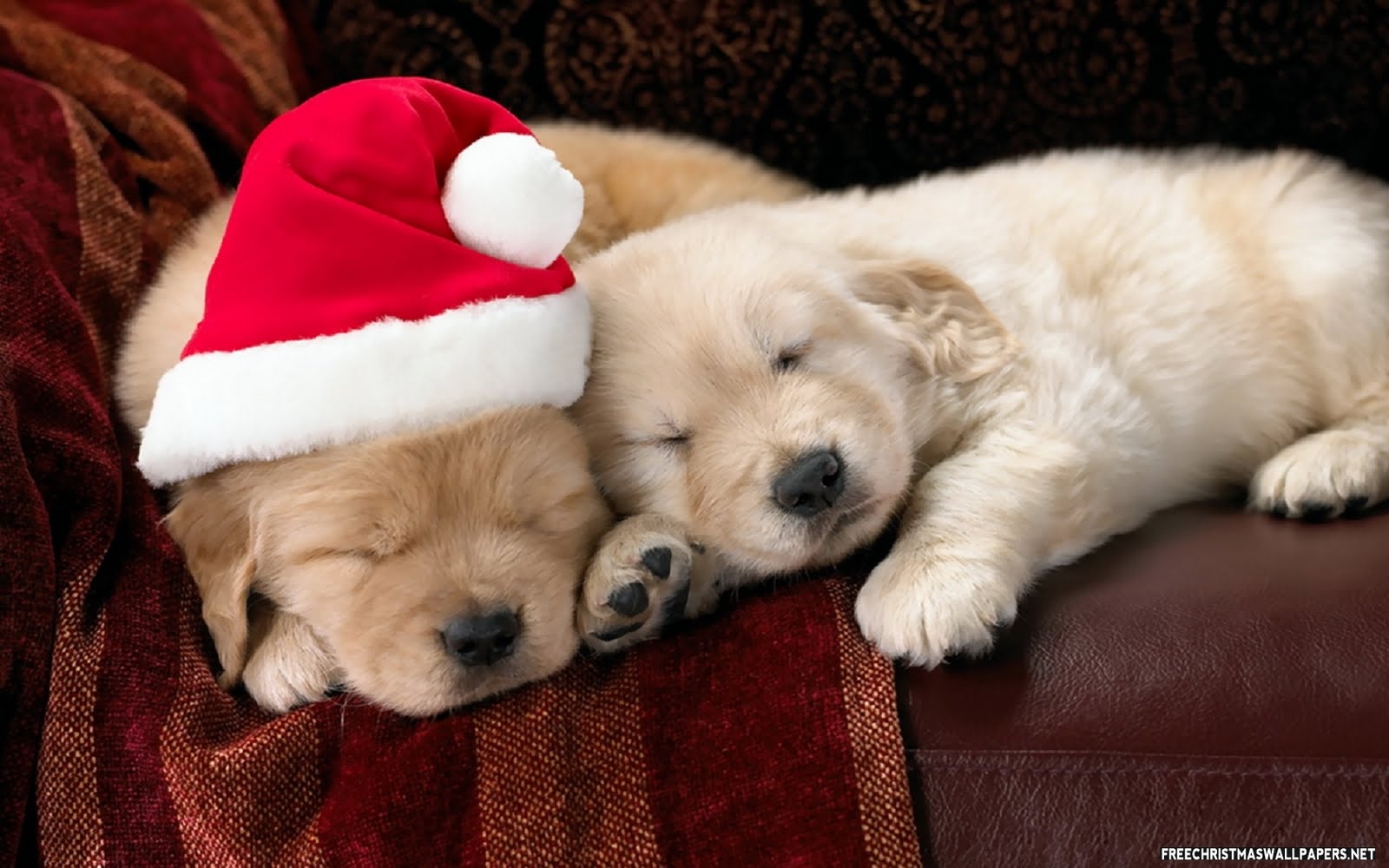 cute christmas puppies and dogs free christian wallpapers cute christmas puppies and dogs free christian wallpapers