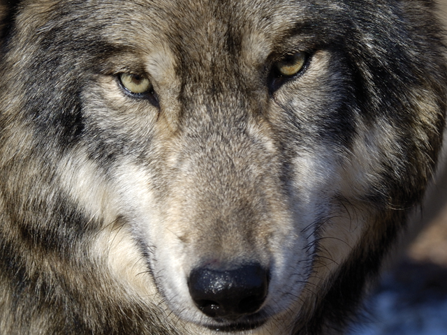 Wolf Stare