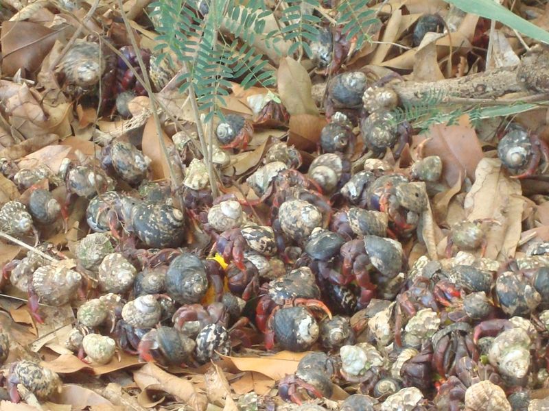 The Secret Life of Hermit Crabs