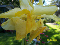 Yellow Canna