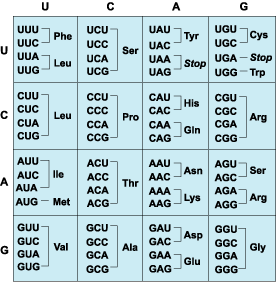 Aa Codon Table