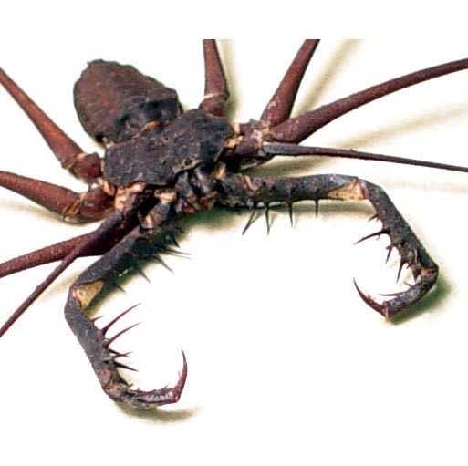 [cave+spider.jpg]