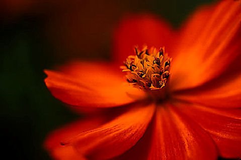 [flor+vermelha.bmp]
