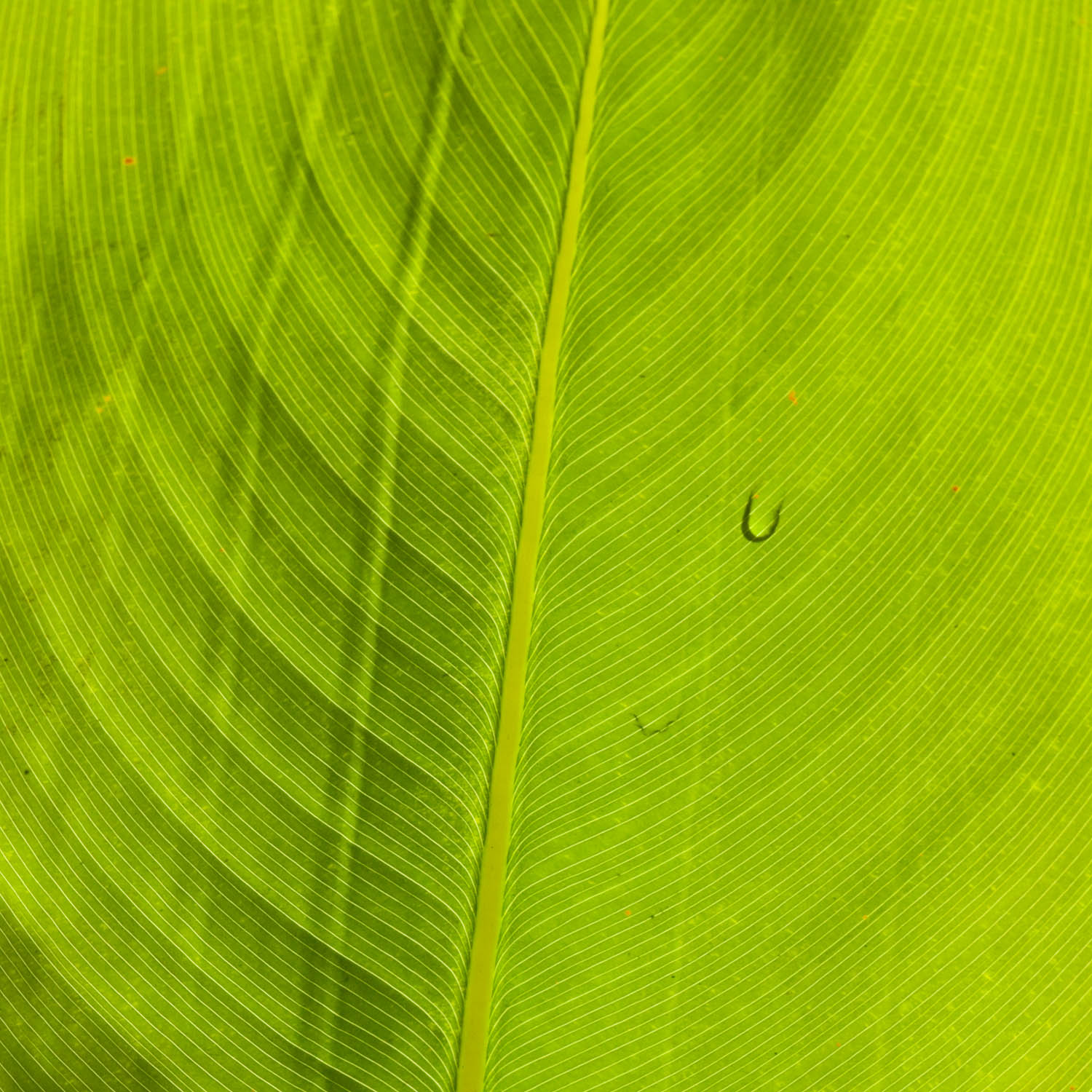 Florida Image Tools Transmitted light photography