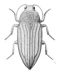 Buprestid Beetle