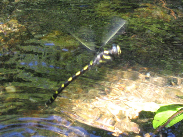 Dragonfly Laying Eggs in Deer Creek