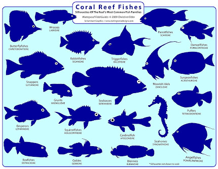 Coral Reef Fishes