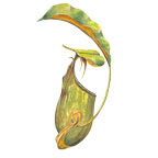 Nepenthes Pitcher Plant