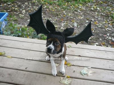 dogs that look like bats