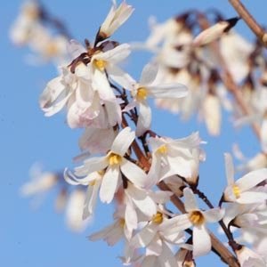 Looks Like A Forsythia But It S White Green Street Tree Care