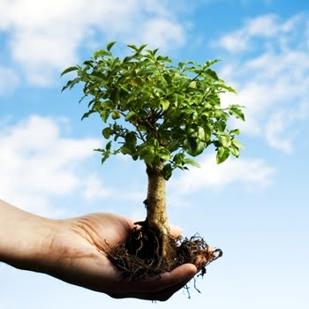 Plante uma árvore