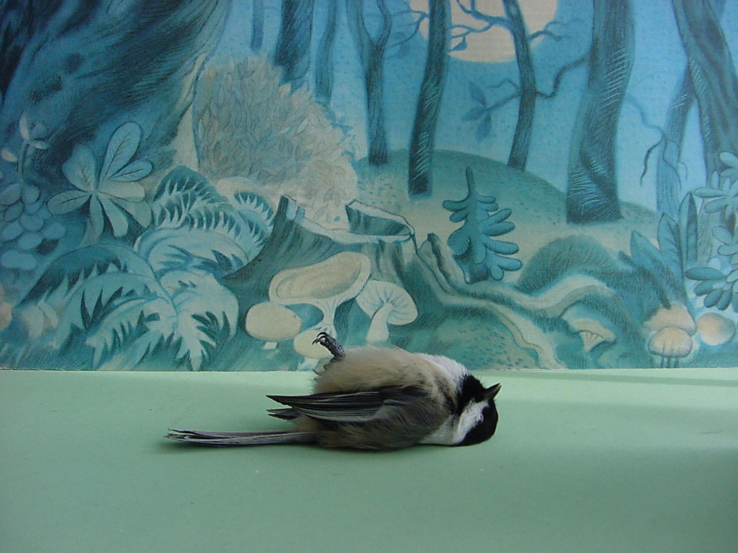 Dead Chickadee