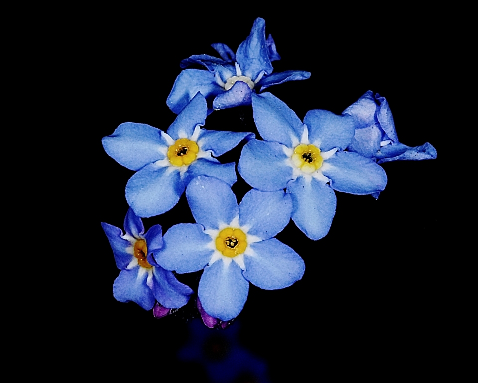 Forget Me