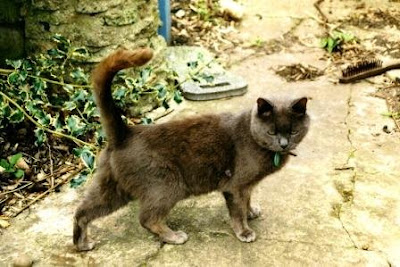 and characteristics for Is many different types and love Shirazi+cat