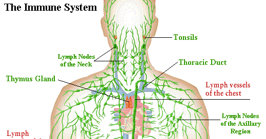 CHAPTER 1 - TRANSPORT