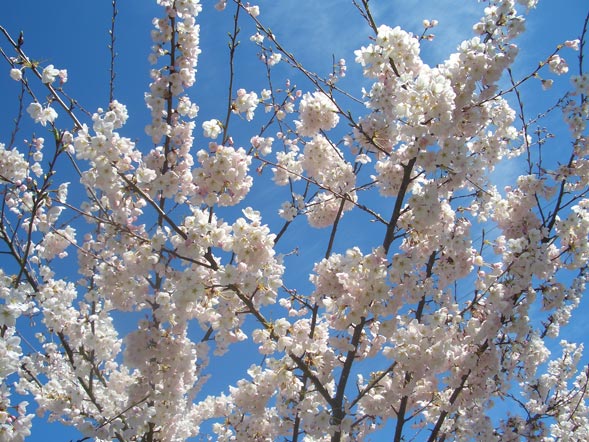 [hana-sakura.jpg]