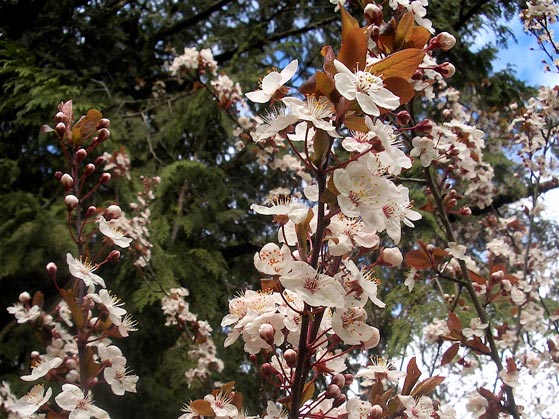 [hanami-sakura.jpg]