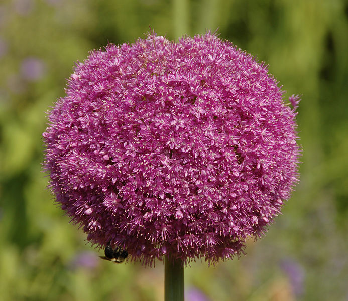 [693px-Allium_'Lucy_Ball'_Pink_Flower_Head_2236px.jpg]