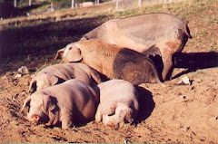 Familia de Porcos de Pura Raza Galega fosando na terra.