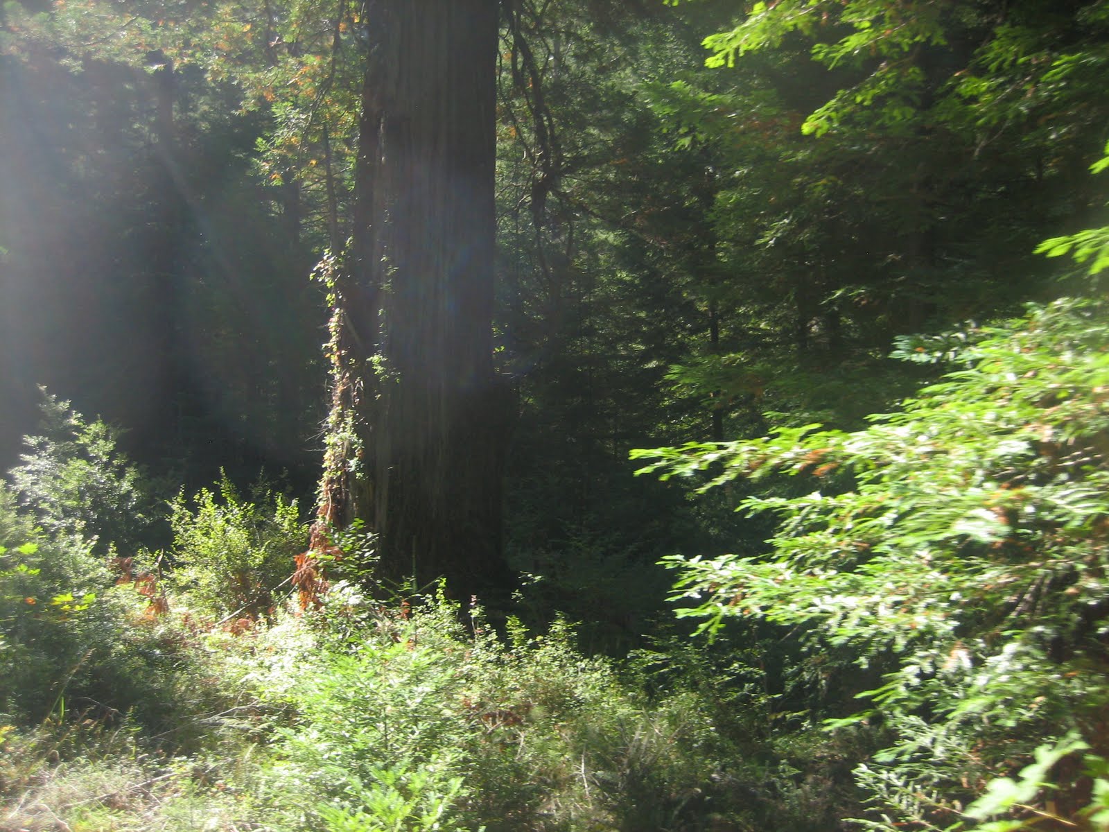 Dave Lammerding: The Skunk Train, Ft Bragg CA