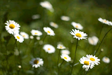 White Daisies