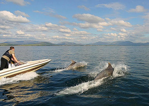 Zu hunderten leben die Delphine in der Skellig Sea