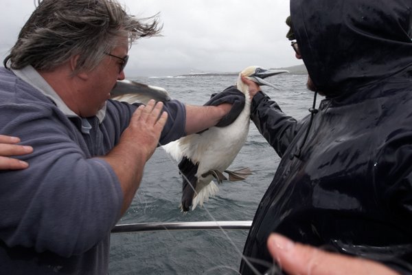 Le premier qui rentre à bord, un foux de Bassan, dur travail pour le skipper, Adrian