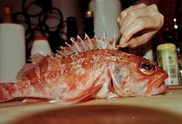 Ce poisson, s'agit-il vraiment d'un sebaste ou rascasse de fond? Si un specialiste pouvait m'aider?