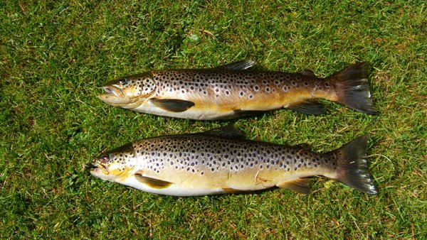 Ces poissons, dont on ne parle pas au Currane. Ici, 2 farios de 2lbs/piece