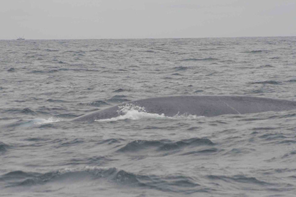 Baleine bleu à partir de Cahersiveen / Co Kerry