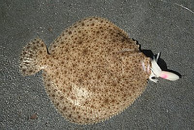 Un beau turbot cette semaine, samedi par temps tres beau et tres froid