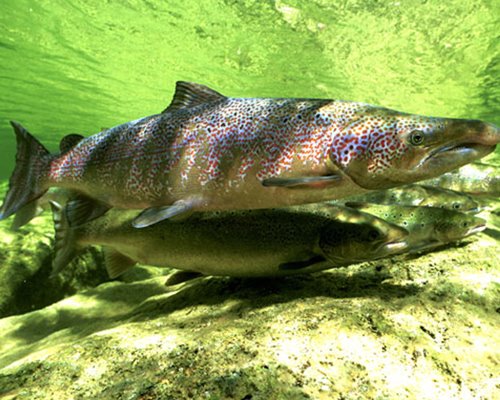 le frai, tant attendu