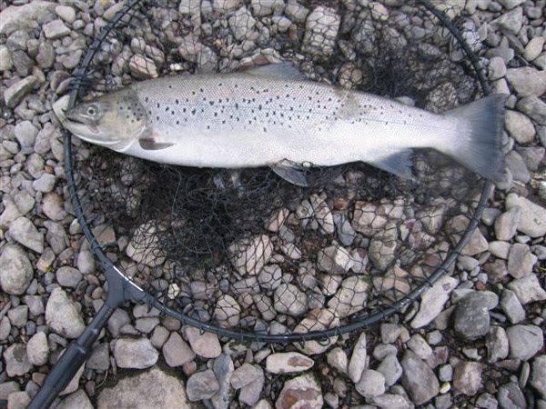 Une belle truite de mer prise par Phil Johnson ce 13 mai