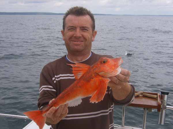 Philip Horgan with a superb specimen red gurnard of 3lbs