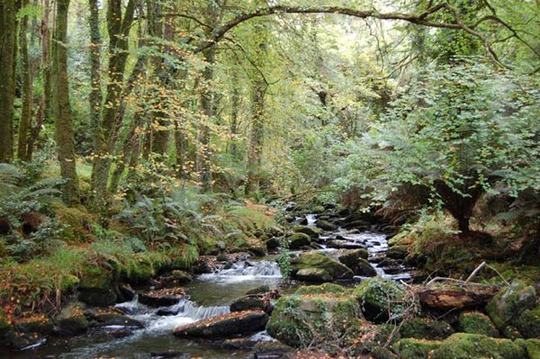 Diese fantastische Vegetation in Kells (Dingle Bay)