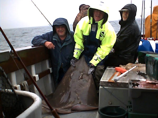 Een "common skate" 160lbs, op Deitsch "Adlerrochen". Knallhaard fir d'Aangel an fir den Fescher