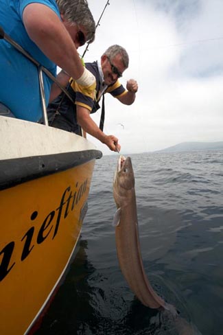 Hei get een groussen Conger lass gemaach. (Cat 35lbs)