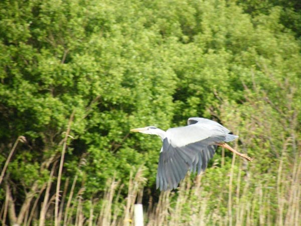 Les herons sont prets pour acceuillir les juniors qui remontent (truites ayant vecu 1 an en mer)