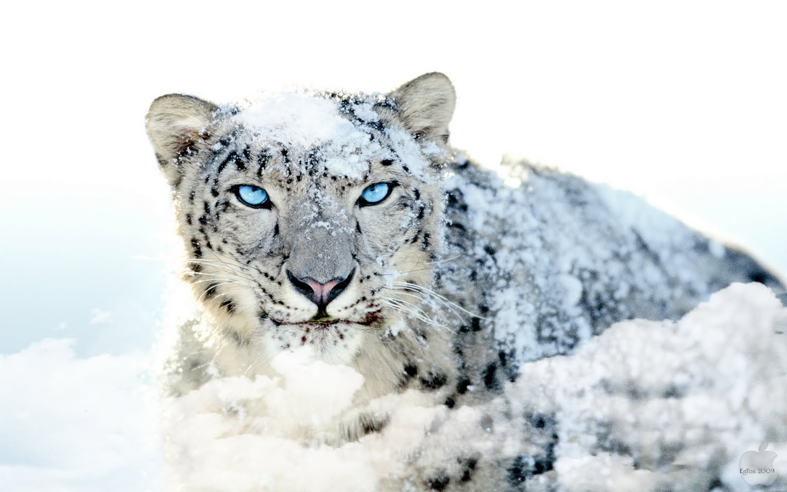 http://1.bp.blogspot.com/_2UbsSBz9ckE/SvX0P3b6IdI/AAAAAAAAAYI/pmvdo-8KbKk/s1600/Mac_os_x_Snow_Leopard_HD_Blue_Eye_wallpaper.jpg