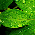 Fresh Raindrops On Green Leafs HD Wallpapers