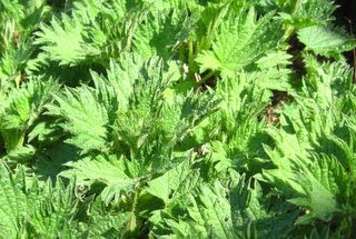 Irish Nettles by Ng @ What's for Dinner?