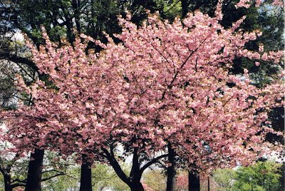 Cherry Blossoms 2010 Cherry Blossoms 2010