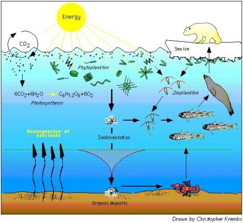 The Underwater Food Web