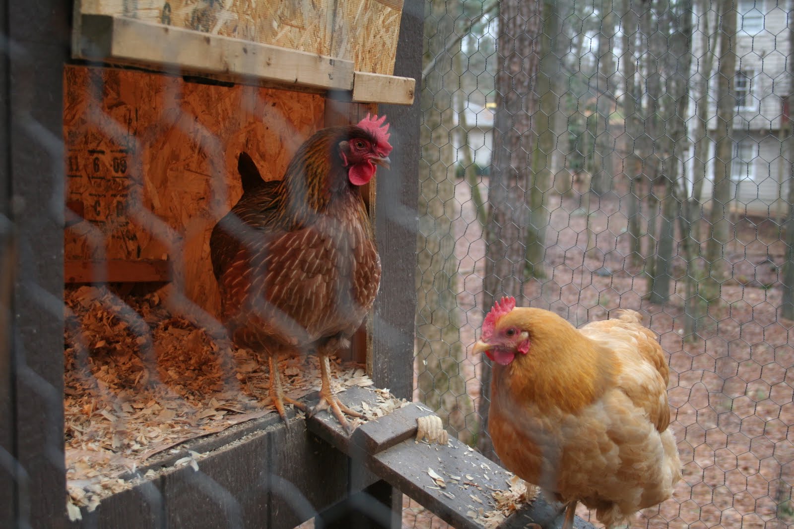 Katie Leipprandt: Why The Chickens Stopped Laying Eggs