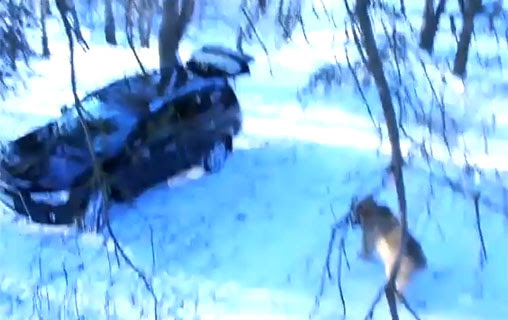 Video:ロシアで野性の熊が自動車を盗む事件が発生！！