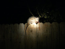Possum - Nocturnal