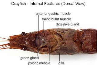 _I@i\i: DISSECTION: CRAYFISH