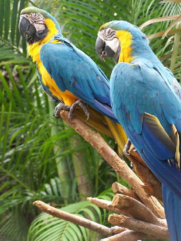 The Life of Sweet Birds: PARROTS BIRDS