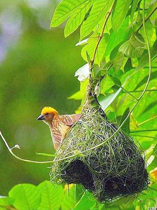 The Life of Sweet Birds BEAUTIFUL BIRDS' NESTS